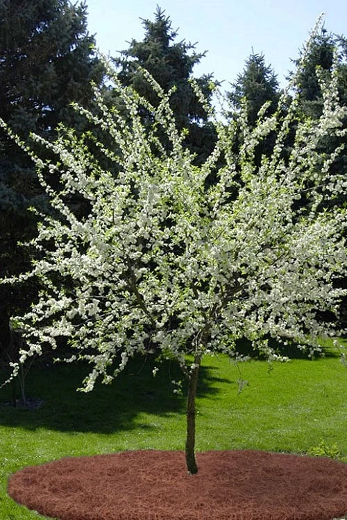 American Wild Plum Tree (Prunus americana) - 1 Gallon Pot American Wild Plum Tree (Prunus Americana) - 1 Gallon Pot -Garden Plants shop prunus americana american wild plum tree 9 1