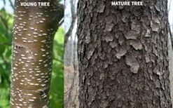 Wild Black Cherry Tree - 3 Pack Of 1.5 Quart Pots -Garden Plants shop prunus serotina wild black cherry tree 10