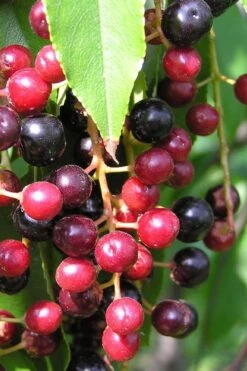 Wild Black Cherry Tree - 3 Gallon Pot -Garden Plants shop prunus serotina wild black cherry tree 4 1