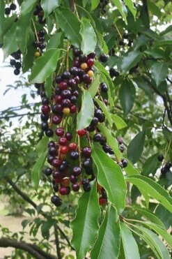 Wild Black Cherry Tree - 3 Gallon Pot -Garden Plants shop prunus serotina wild black cherry tree 5 1