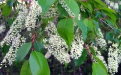 Wild Black Cherry Tree - 3 Gallon Pot -Garden Plants shop prunus serotina wild black cherry tree 8 1