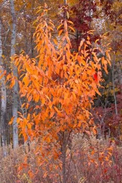 Wild Black Cherry Tree - 3 Gallon Pot -Garden Plants shop prunus serotina wild black cherry tree 9 1