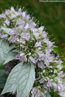 Silver Leaf Mountain Mint (Pycnanthemum Incanum) - 1 Gallon Pot 3 Silver Leaf Mountain Mint (Pycnanthemum Incanum) - 1 Gallon Pot -Garden Plants shop pycnanthemum incanum hoary silver leaf mint 1