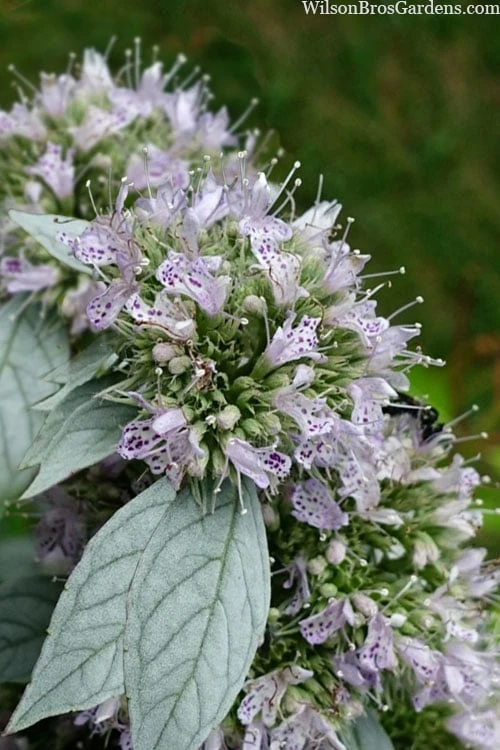 Silver Leaf Mountain Mint (Pycnanthemum incanum) - 1 Gallon Pot Silver Leaf Mountain Mint (Pycnanthemum Incanum) - 1 Gallon Pot -Garden Plants shop pycnanthemum incanum hoary silver leaf mint 1