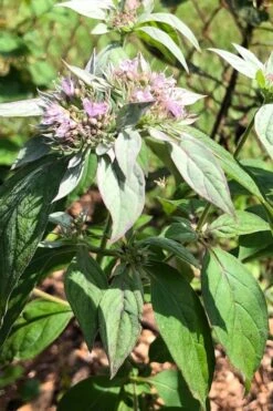 Silver Leaf Mountain Mint (Pycnanthemum Incanum) - 1 Gallon Pot 4 Silver Leaf Mountain Mint (Pycnanthemum Incanum) - 1 Gallon Pot -Garden Plants shop pycnanthemum incanum hoary silver leaf mint 2