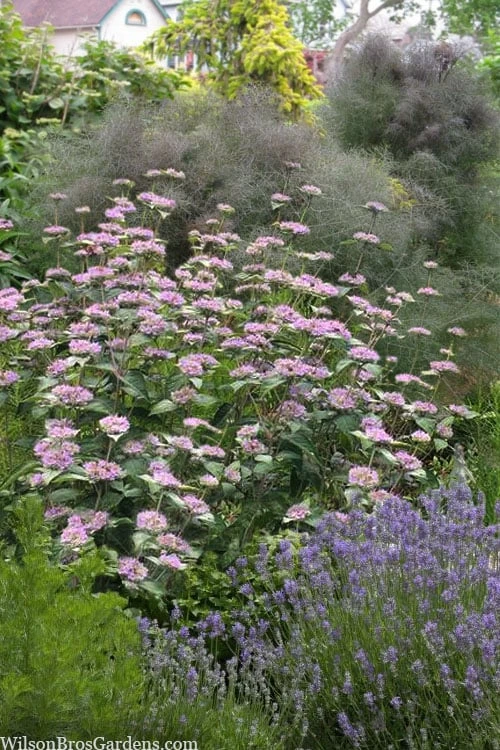 Silver Leaf Mountain Mint (Pycnanthemum incanum) - 1 Gallon Pot Silver Leaf Mountain Mint (Pycnanthemum Incanum) - 1 Gallon Pot -Garden Plants shop pycnanthemum incanum hoary silver leaf mint 5