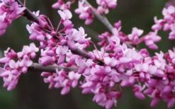 Eastern Redbud - 7 Gallon Pot -Garden Plants shop redbud Eastern Tree Flowers 1