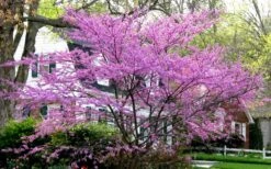 Eastern Redbud - 7 Gallon Pot -Garden Plants shop redbud Eastern Tree In Bloom 1