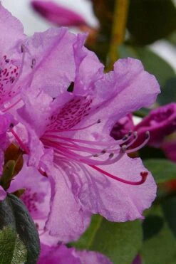 Abbey's Re-View Evergreen Native Azalea - 3 Gallon Pot -Garden Plants shop rhododendron abbeys rose native azalea 6