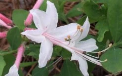 Coastal Azalea (Rhododendron Atlanticum) - 1 Gallon Pot -Garden Plants shop rhododendron atlanticum coastal azalea 8
