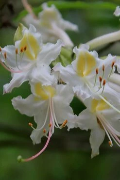 Coleman's Native Azalea (Rhododendron Colemanii 'Multiflora') - 3 Gallon Pot 3 Coleman's Native Azalea (Rhododendron Colemanii 'Multiflora') - 3 Gallon Pot -Garden Plants shop rhododendron colemanii multiflora colemans native azalea 1