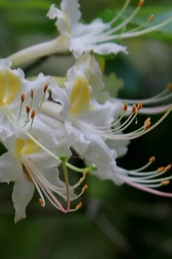 Coleman's Native Azalea (Rhododendron Colemanii 'Multiflora') - 3 Gallon Pot 4 Coleman's Native Azalea (Rhododendron Colemanii 'Multiflora') - 3 Gallon Pot -Garden Plants shop rhododendron colemanii multiflora colemans native azalea 2