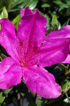 Congo Purple Azalea - 3 Gallon Pot