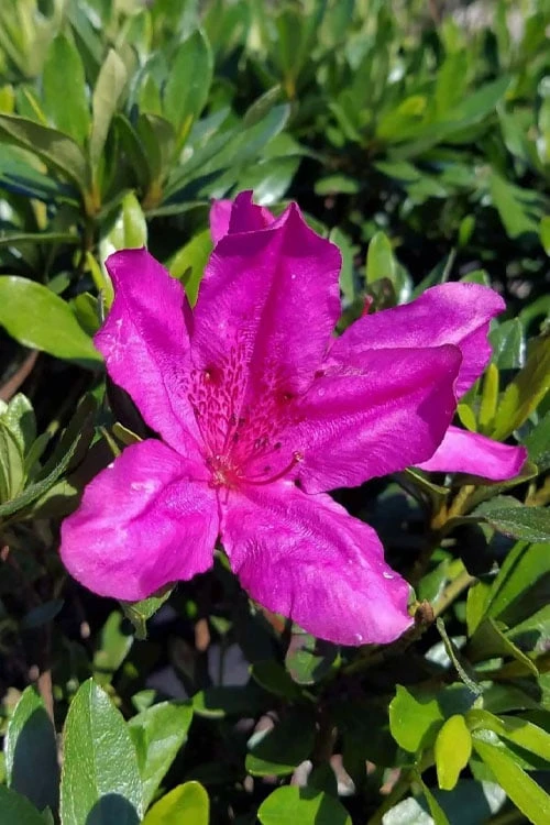 Congo Purple Azalea - 3 Gallon Pot Congo Purple Azalea - 3 Gallon Pot -Garden Plants shop rhododendron congo robin hill hybrid azalea 3