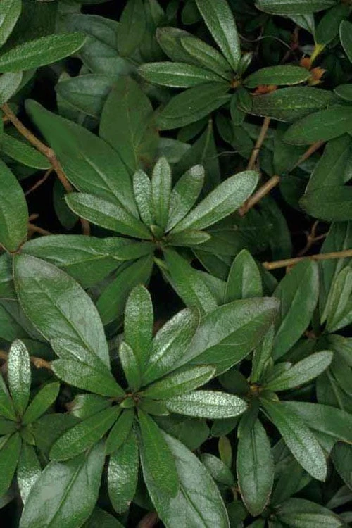 Congo Purple Azalea - 3 Gallon Pot Congo Purple Azalea - 3 Gallon Pot -Garden Plants shop rhododendron congo robin hill hybrid azalea 4