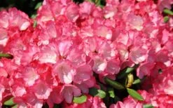 Fantastica Rhododendron - 5 Gallon Pot 7 Fantastica Rhododendron - 5 Gallon Pot -Garden Plants shop rhododendron fantastica 3
