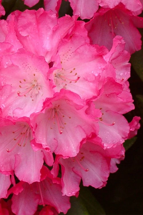Fantastica Rhododendron - 5 Gallon Pot Fantastica Rhododendron - 5 Gallon Pot -Garden Plants shop rhododendron fantastica 4