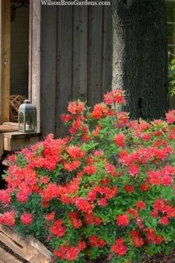 Jake's Red Oconee Native Azalea (Rhododendron Flammeum) - 3 Gallon Pot -Garden Plants shop rhododendron flammeum jakes red 4
