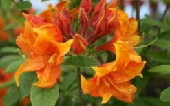 Golden Eagle Azalea (Rhododendron) - 3 Gallon Pot -Garden Plants shop rhododendron golden eagle azalea 5