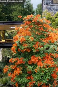 Golden Eagle Azalea (Rhododendron) - 3 Gallon Pot -Garden Plants shop rhododendron golden eagle azalea 7