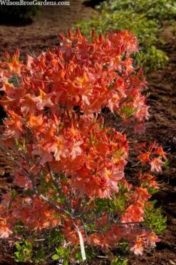 Pat Ryan Aromi Azalea (Rhododendron Hybrid) - 3 Gallon Pot -Garden Plants shop rhododendron pat ryan native azalea 104