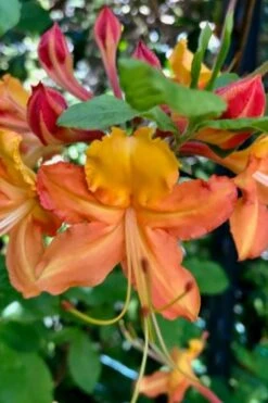 Verdie Sommerville Azalea (Rhododendron) - 3 Gallon Pot -Garden Plants shop rhododendron verdie sommerville azalea 1