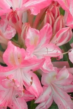 Ribbon Candy Swamp Azalea (Rhododendron Viscosum) - 3 Gallon Pot -Garden Plants shop rhododendron viscosum ribbon candy swamp azalea 1
