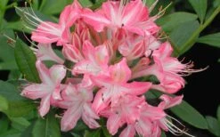 Ribbon Candy Swamp Azalea (Rhododendron Viscosum) - 3 Gallon Pot -Garden Plants shop rhododendron viscosum ribbon candy swamp azalea 3