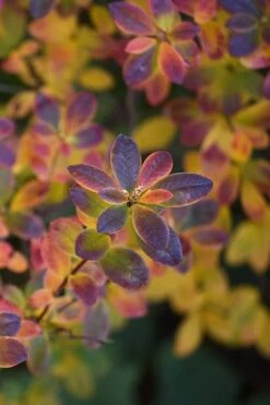 Swamp Azalea (Rhododendron Viscosum) - 1 Gallon Pot 5 Swamp Azalea (Rhododendron Viscosum) - 1 Gallon Pot -Garden Plants shop rhododendron viscosum swamp azalea 2