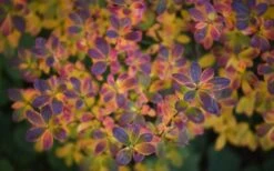 Swamp Azalea (Rhododendron Viscosum) - 1 Gallon Pot 8 Swamp Azalea (Rhododendron Viscosum) - 1 Gallon Pot -Garden Plants shop rhododendron viscosum swamp azalea 3 1