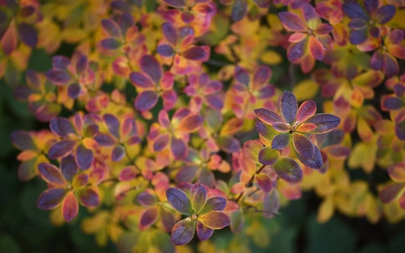 Swamp Azalea (Rhododendron viscosum) - 1 Gallon Pot Swamp Azalea (Rhododendron Viscosum) - 1 Gallon Pot -Garden Plants shop rhododendron viscosum swamp azalea 3 1