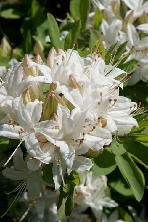 Swamp Azalea (Rhododendron viscosum) - 1 Gallon Pot Swamp Azalea (Rhododendron Viscosum) - 1 Gallon Pot -Garden Plants shop rhododendron viscosum swamp azalea 5