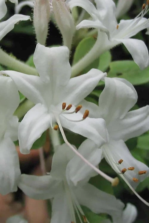 Swamp Azalea (Rhododendron viscosum) - 1 Gallon Pot Swamp Azalea (Rhododendron Viscosum) - 1 Gallon Pot -Garden Plants shop rhododendron viscosum swamp azalea 7