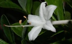 Swamp Azalea (Rhododendron Viscosum) - 1 Gallon Pot 6 Swamp Azalea (Rhododendron Viscosum) - 1 Gallon Pot -Garden Plants shop rhododendron viscosum swamp azalea 8