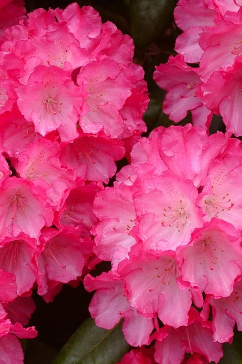 Fantastica Rhododendron - 5 Gallon Pot Fantastica Rhododendron - 5 Gallon Pot -Garden Plants shop rhododendron yakushimanum fantastica 5