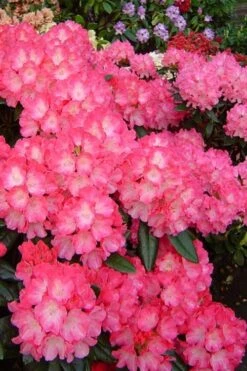 Fantastica Rhododendron - 5 Gallon Pot 4 Fantastica Rhododendron - 5 Gallon Pot -Garden Plants shop rhododendron yakushimanum fantastica 7