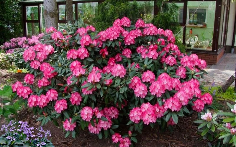 Fantastica Rhododendron - 5 Gallon Pot Fantastica Rhododendron - 5 Gallon Pot -Garden Plants shop rhododendron yakushimanum fantastica 8