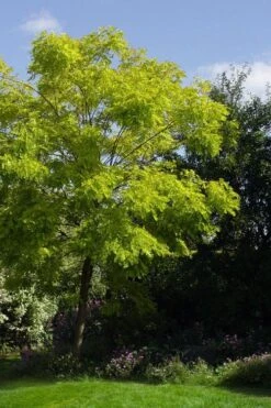 Black Locust Tree - 3 Gallon Pot -Garden Plants shop robinia pseudoacacia black locust tree 11