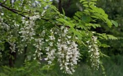 Black Locust Tree - 3 Gallon Pot -Garden Plants shop robinia pseudoacacia black locust tree 15