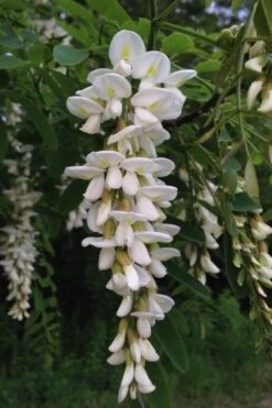 Black Locust Tree - 3 Gallon Pot -Garden Plants shop robinia pseudoacacia black locust tree 17