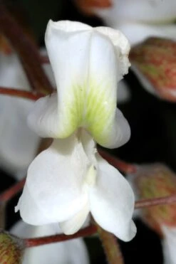 Black Locust Tree - 3 Gallon Pot -Garden Plants shop robinia pseudoacacia black locust tree 2