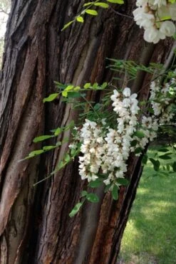 Black Locust Tree - 3 Gallon Pot -Garden Plants shop robinia pseudoacacia black locust tree 20