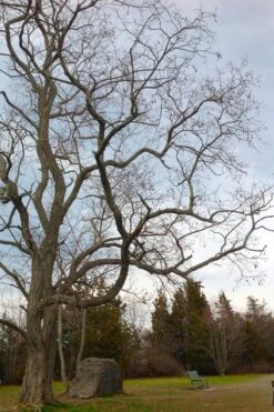 Black Locust Tree - 3 Gallon Pot -Garden Plants shop robinia pseudoacacia black locust tree 4