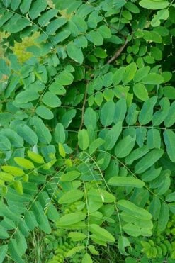 Black Locust Tree - 3 Gallon Pot -Garden Plants shop robinia pseudoacacia black locust tree 5