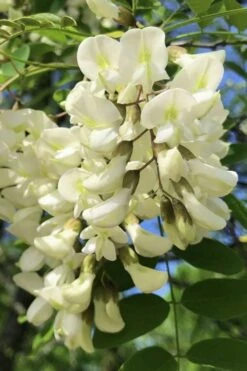 Black Locust Tree - 3 Gallon Pot -Garden Plants shop robinia pseudoacacia black locust tree 6