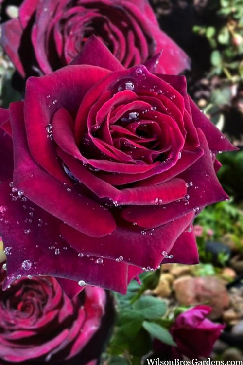 Crimson Knight Brindabella Rose - 2 Gallon Pot Crimson Knight Brindabella Rose - 2 Gallon Pot -Garden Plants shop rosa crimson knight brindabella rose 1