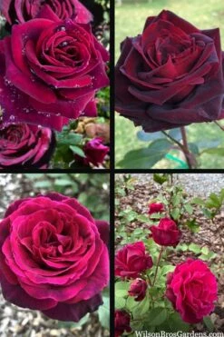 Crimson Knight Brindabella Rose - 2 Gallon Pot 4 Crimson Knight Brindabella Rose - 2 Gallon Pot -Garden Plants shop rosa crimson knight brindabella rose 2
