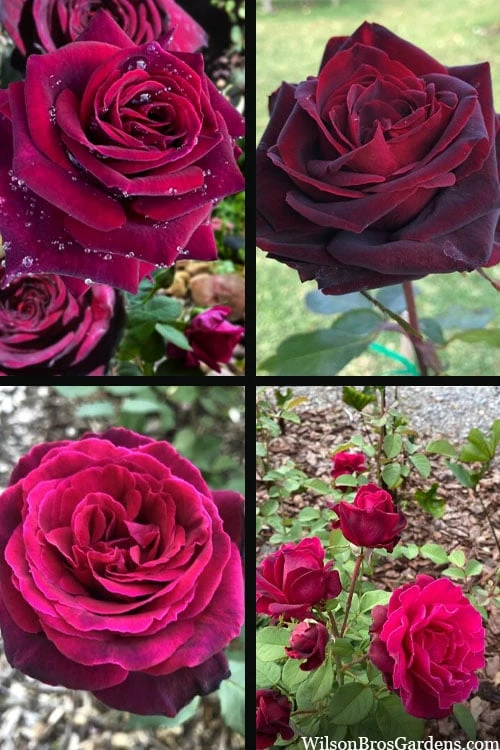 Crimson Knight Brindabella Rose - 2 Gallon Pot Crimson Knight Brindabella Rose - 2 Gallon Pot -Garden Plants shop rosa crimson knight brindabella rose 2