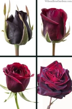 Crimson Knight Brindabella Rose - 2 Gallon Pot 3 Crimson Knight Brindabella Rose - 2 Gallon Pot -Garden Plants shop rosa crimson knight brindabella rose 3