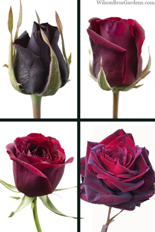 Crimson Knight Brindabella Rose - 2 Gallon Pot Crimson Knight Brindabella Rose - 2 Gallon Pot -Garden Plants shop rosa crimson knight brindabella rose 3